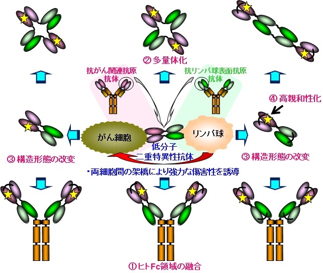 がん治療薬化を目指した低分子二重特異性抗体の高機能化