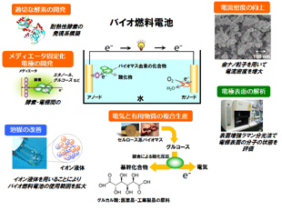バイオ燃料電池を用いたバイオマスからの電気エネルギーの抽出 東京農工大学研究ポータル