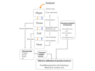 Fundamental and practical researches on scleroprotein and its relating ...